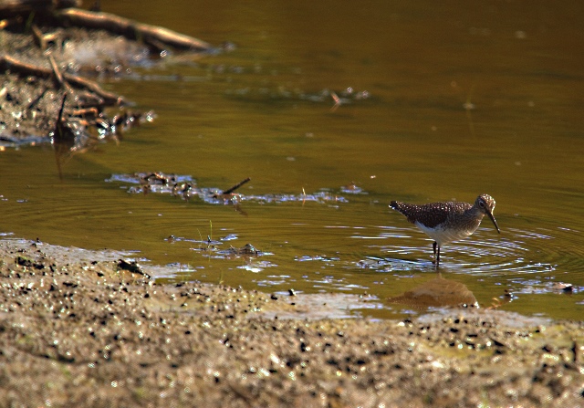 Least Sandpiper