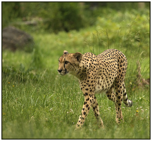 Restless Cheetah
