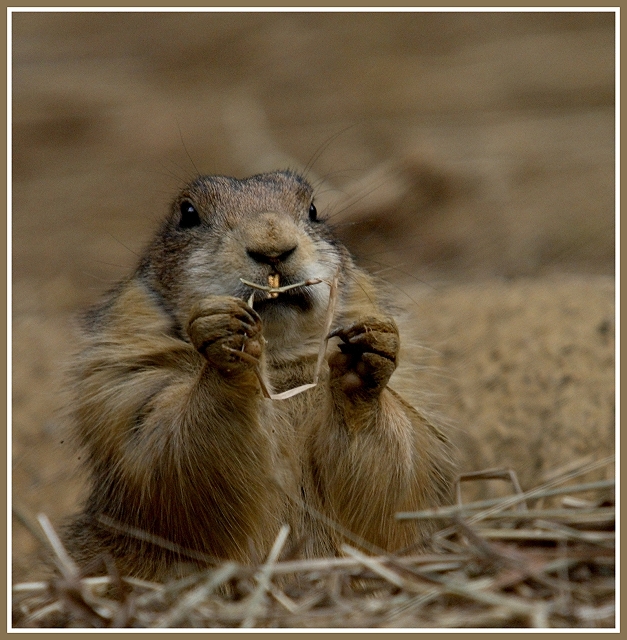 Prairie Dog Practicing His Alphabet