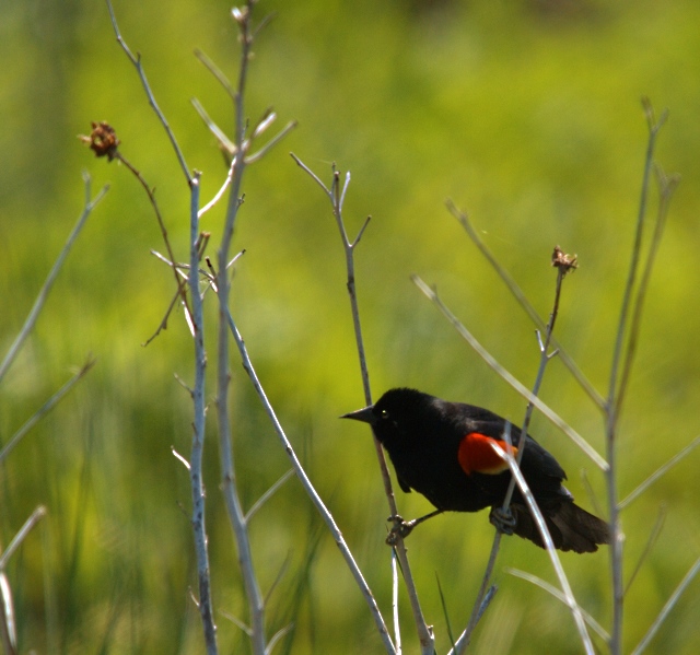 Redwing Blackbird Doing the Splits