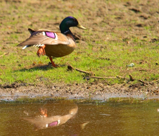 Mallard Ballet