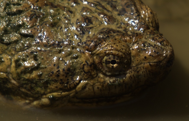 Snapping Turtle - Up Close and Personal