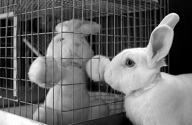 Doesn't Smell Like Another Rabbit ...