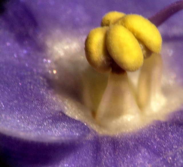 Violet 20