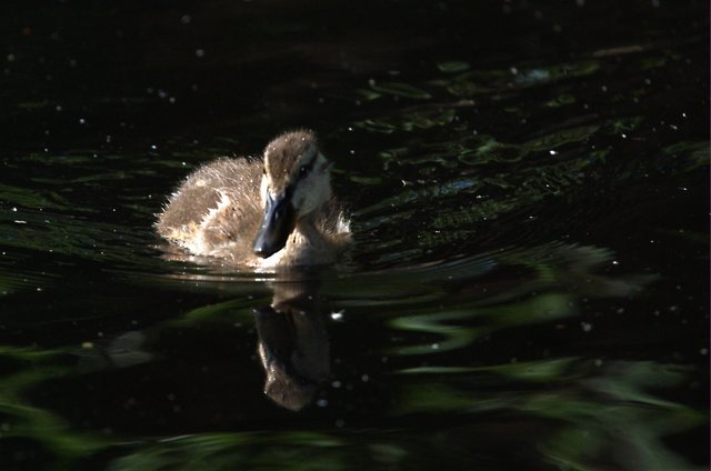 Baby Duck_0006