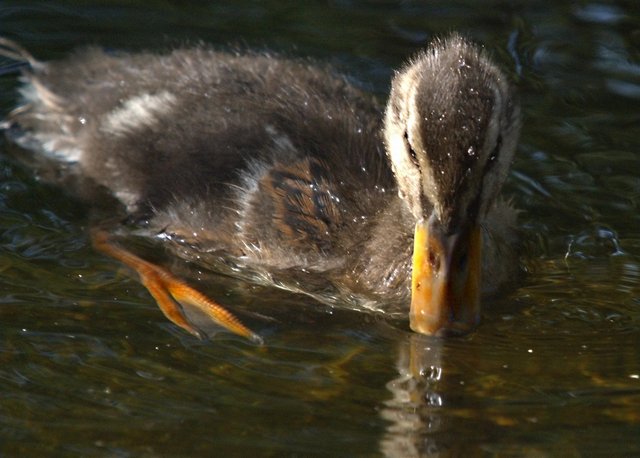 Baby Duck_0011