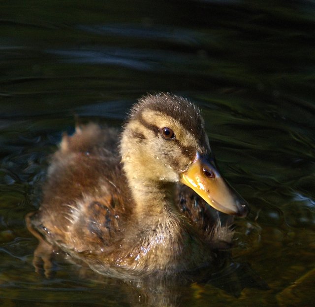 Baby Duck_0012