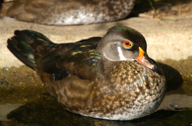 Juvenile Wood Duck