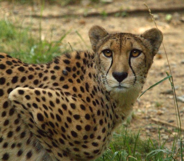 Cheetah_0024