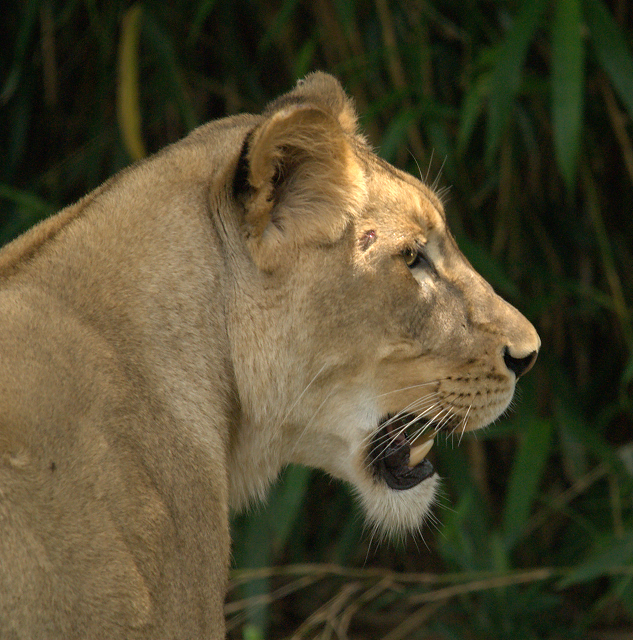 Adolescent Lioness