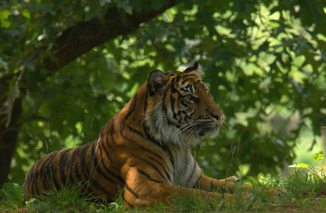 Adolescent Tiger_0097