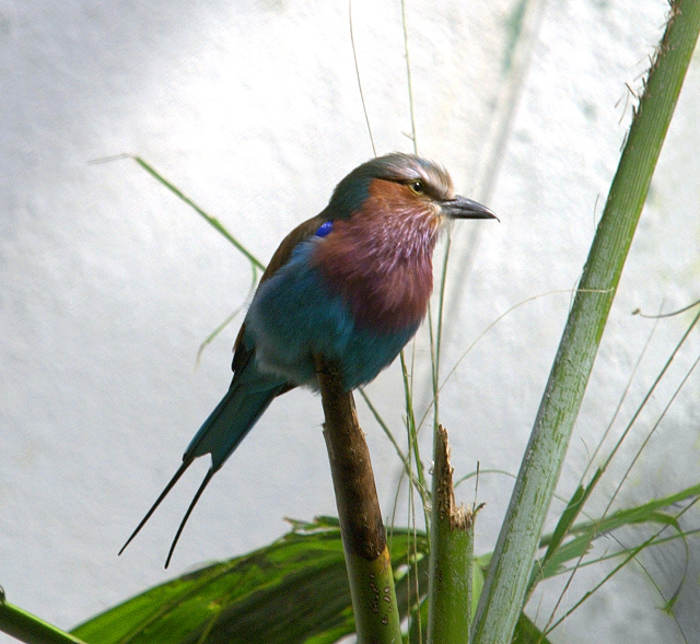 Lilac-Breasted Roller_0058