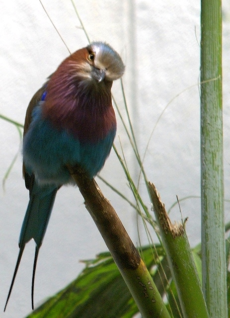 Lilac-Breasted Roller_0057