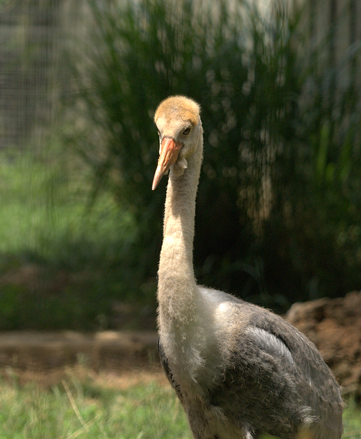 Baby Stork_0072