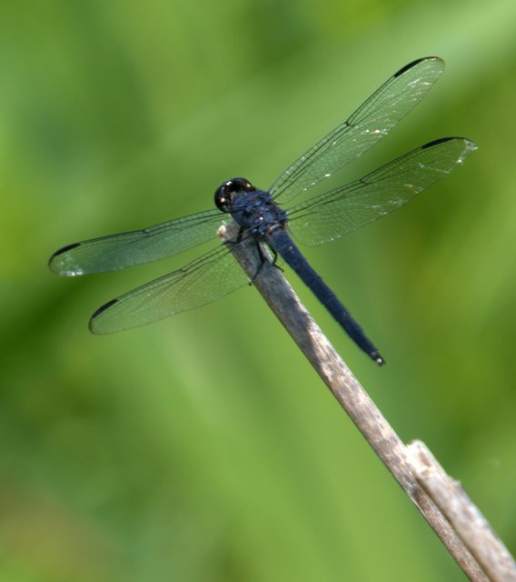 Dragonfly_0123