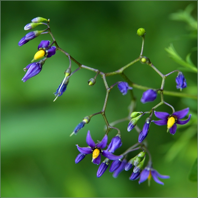 Climbing Nightshade