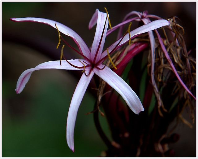 Bog Lily