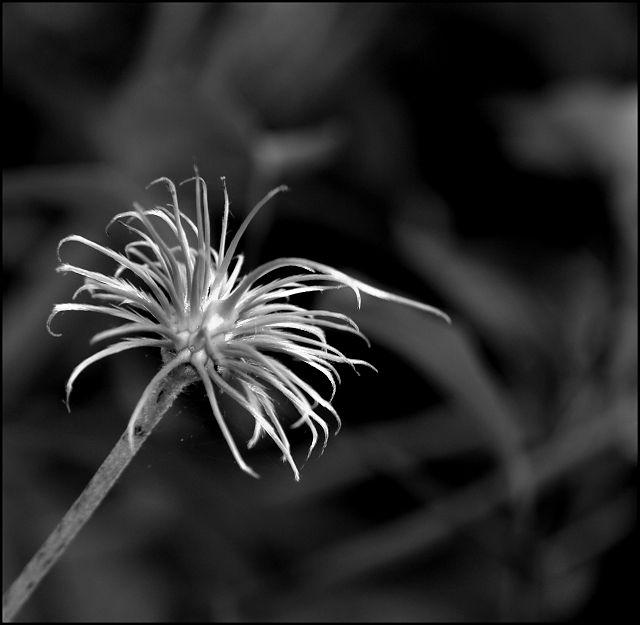 Chaos in the Garden