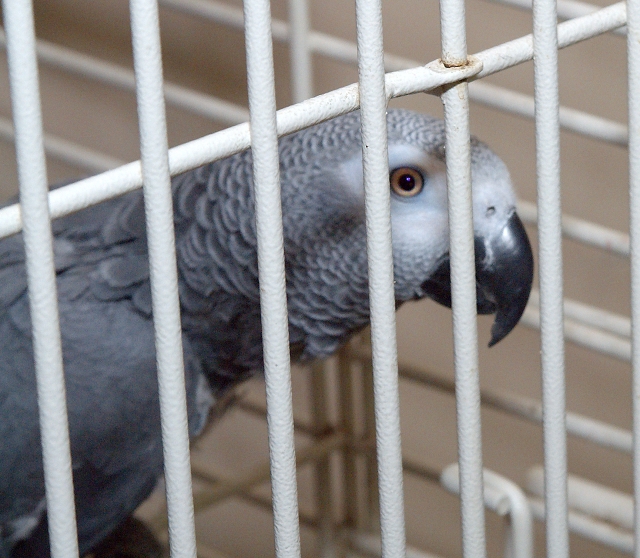 African Grey Parrot