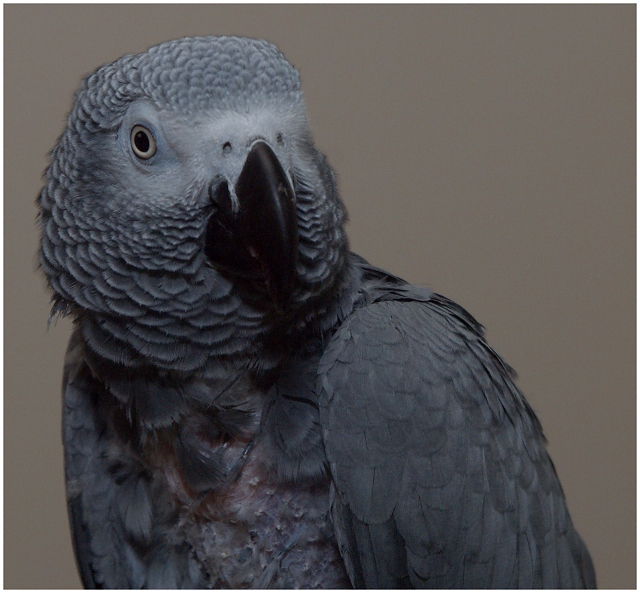 Parrot Portrait
