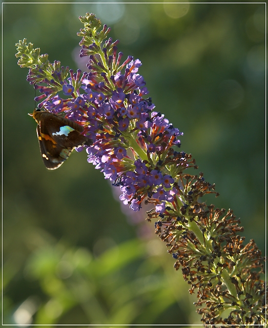 Butterfly Bush in Action
