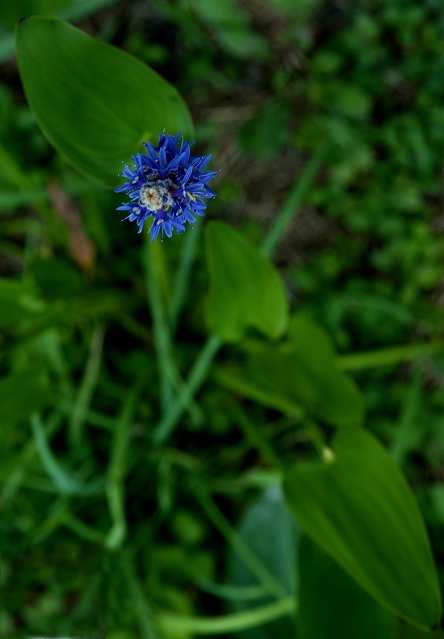 Bog Flower