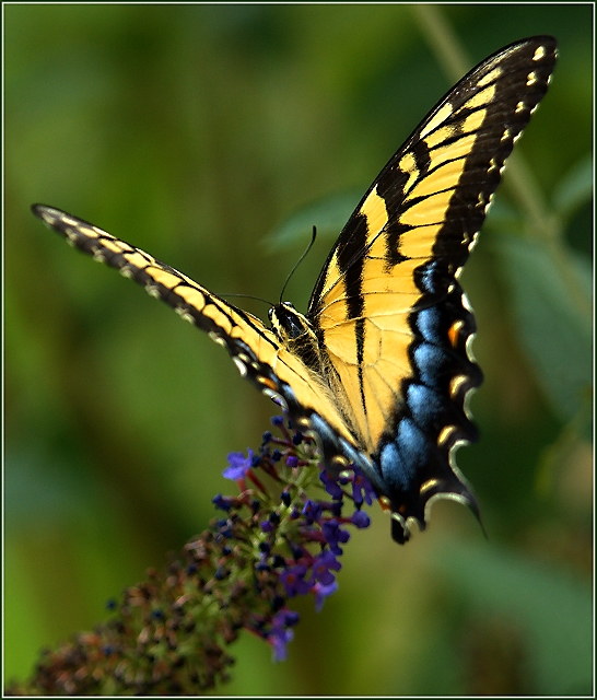 Tiger Swallowtail