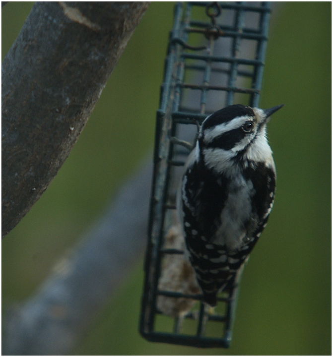 Day 1 - Downy Woodpecker