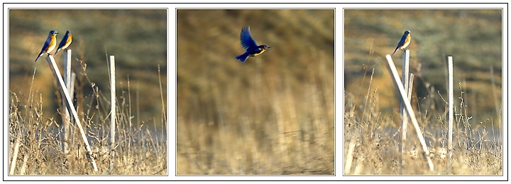 Day 12 - Bluebirds Times 3