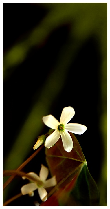 Day 13 - Shamrock in Bloom