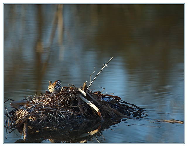 Day 19 - Nest-building