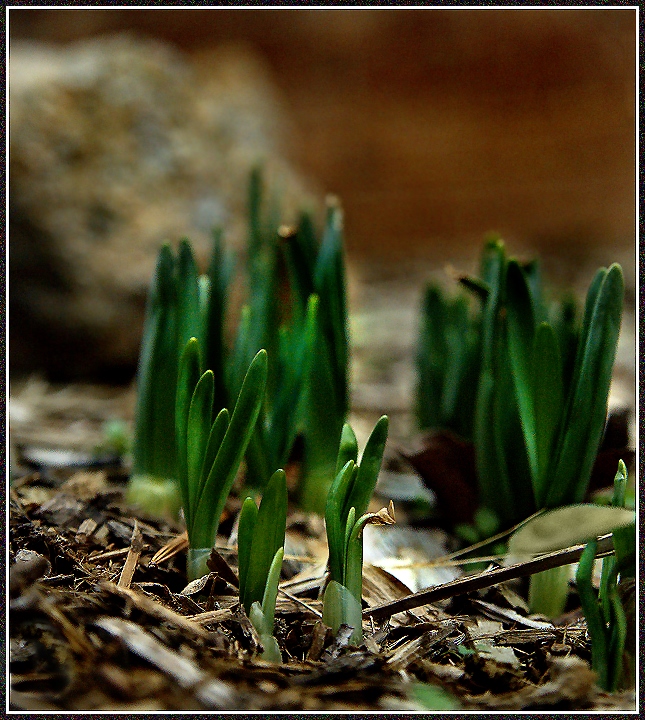 Day 24 - The Daffodils are Coming