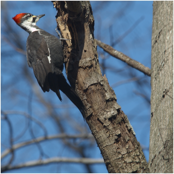 Day 30 - Pileated Woodpecker