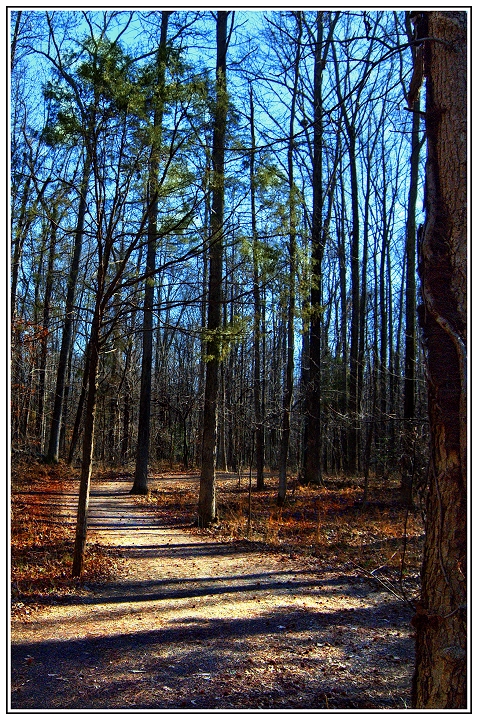 Woodland Path