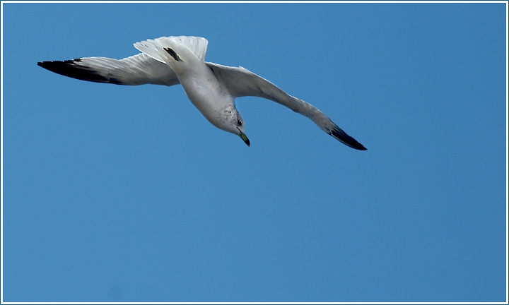 Gull Heading Down