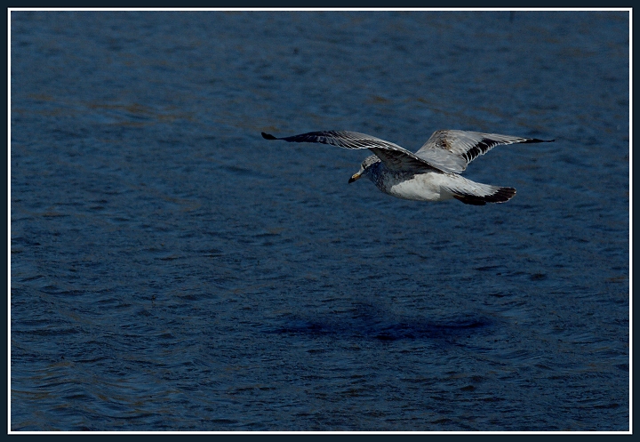 Low Flying Gull