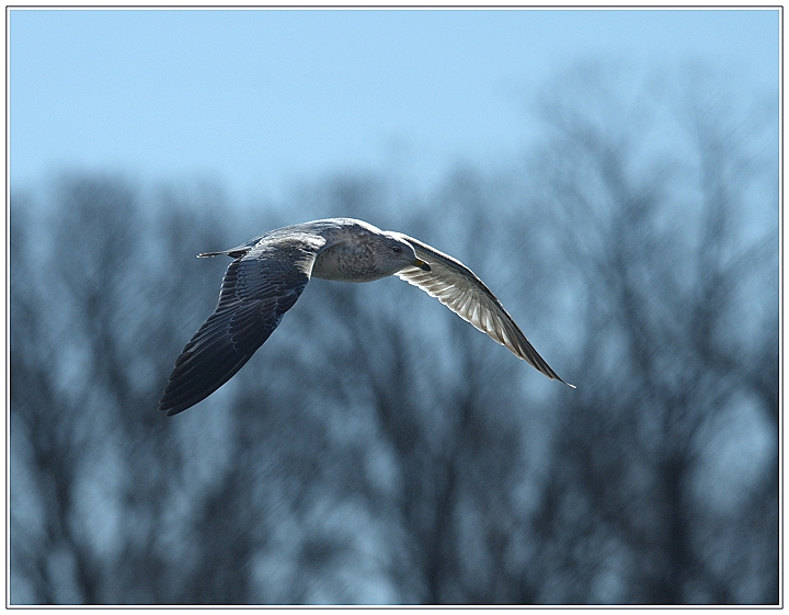 Sunlit Gull