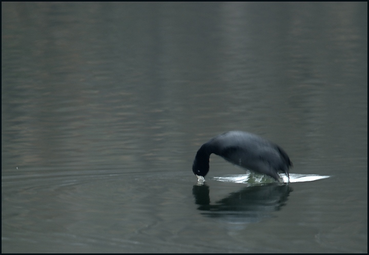 Diving Coot