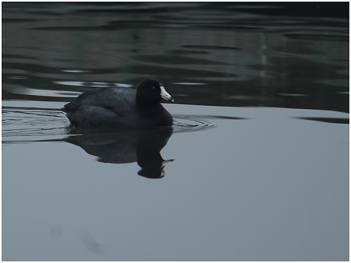 American Coot in Calm Water