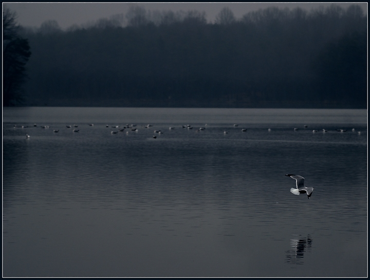 Sea Gulls in the Rain