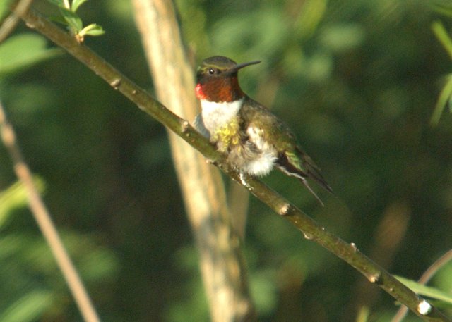 Lookit My Ruby Throat!