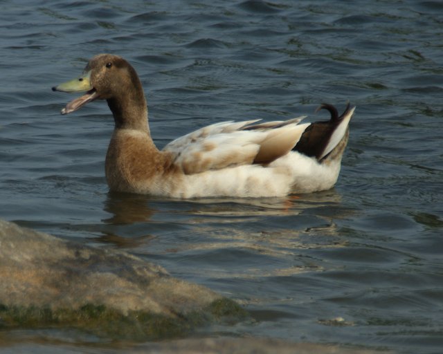 Canvasback Drake