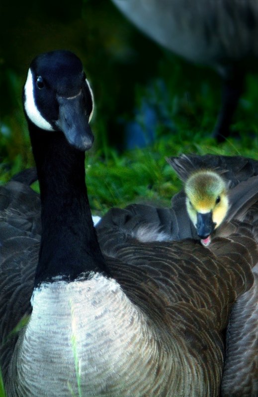 Peek-a-boo Gosling