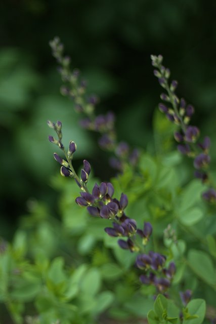 Sage