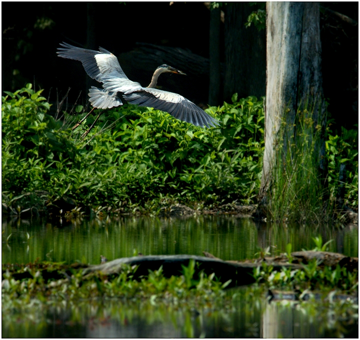 Fly Away Heron