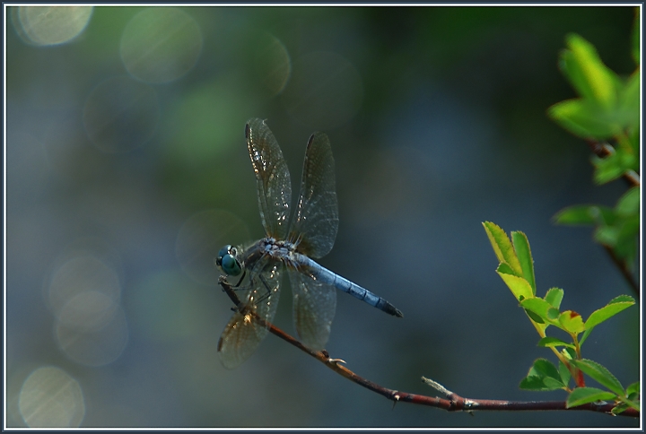 Blue Dragonfly