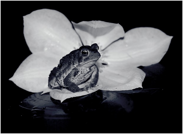 Toad on a Floral Throne (Outtake 7)