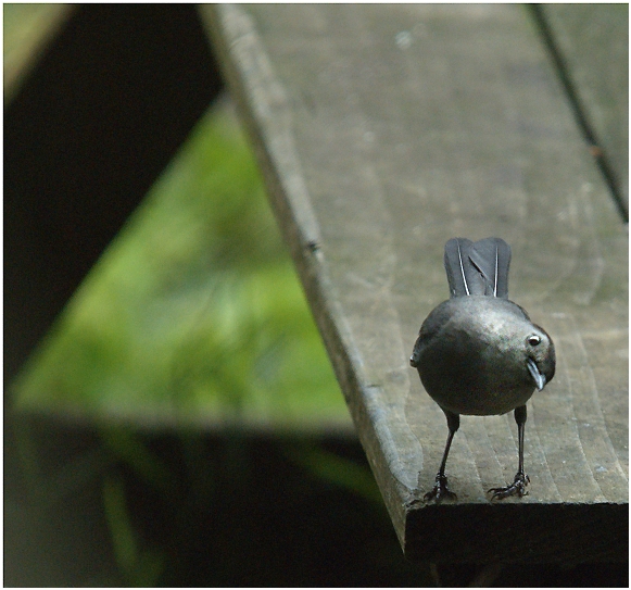 Catbird Curiousity