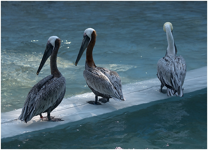 Pelicans x 3