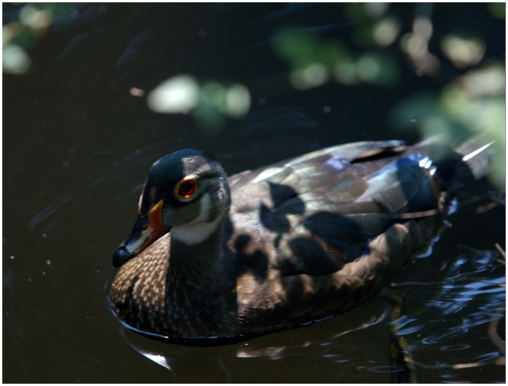 Juvenile Wood Duck Drake